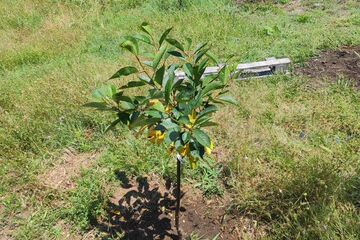 Ведение садоводства, 4 сот.